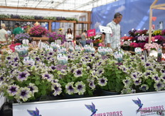 Amazonas Plum Cockatoo in de Amazonas serie.